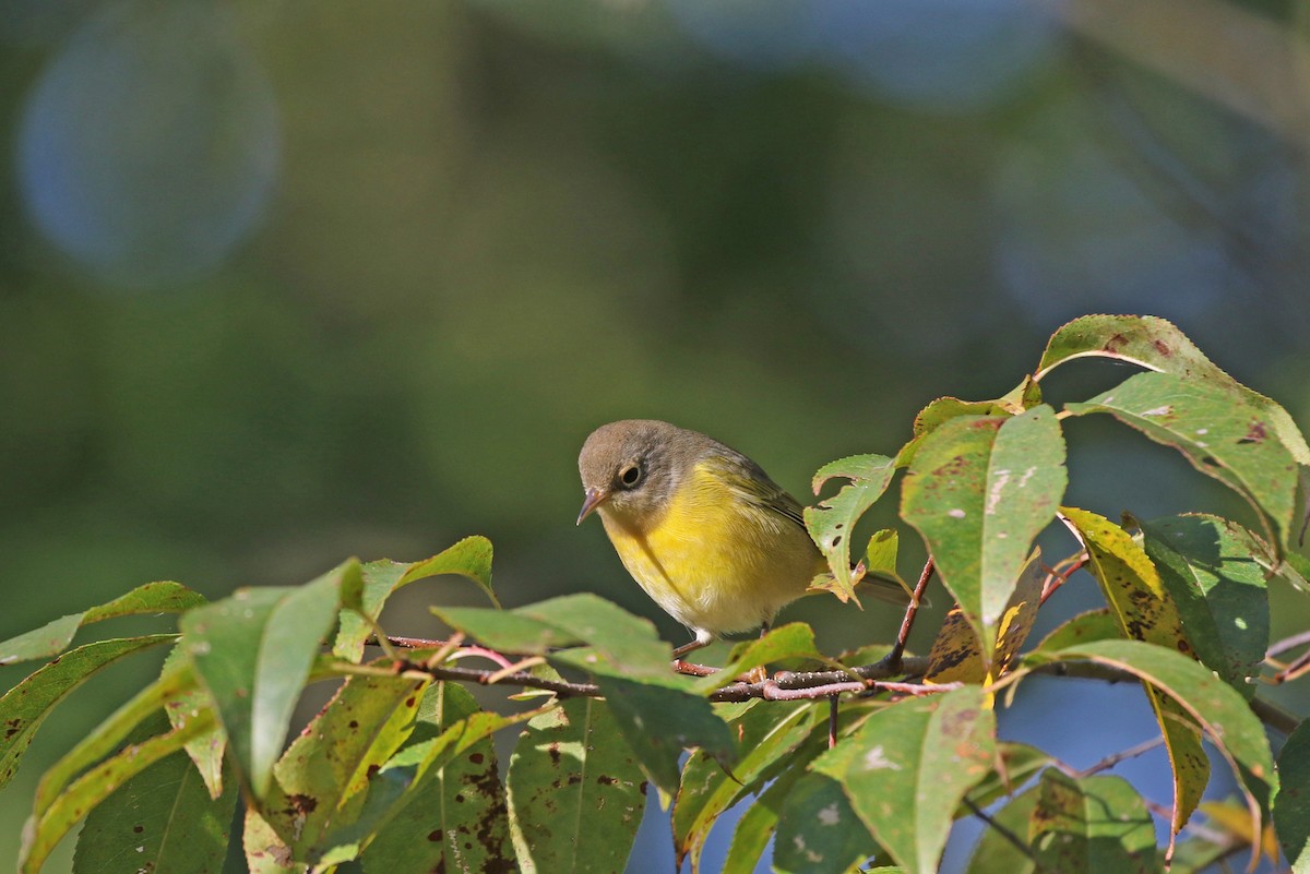 Nashville Warbler - ML488619031
