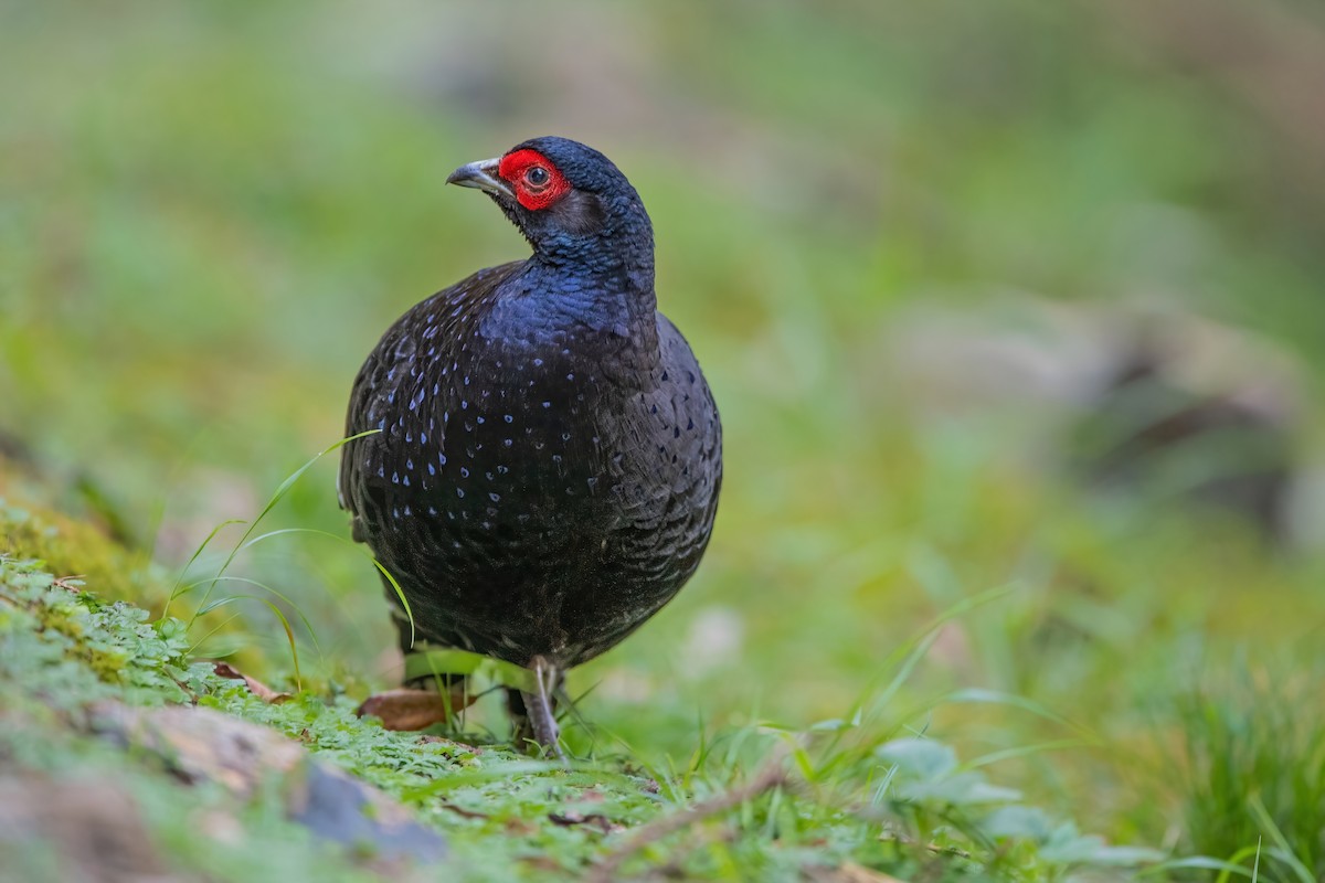 Mikado Pheasant - ML488619161