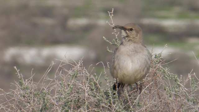 LeConte's Thrasher - ML488620