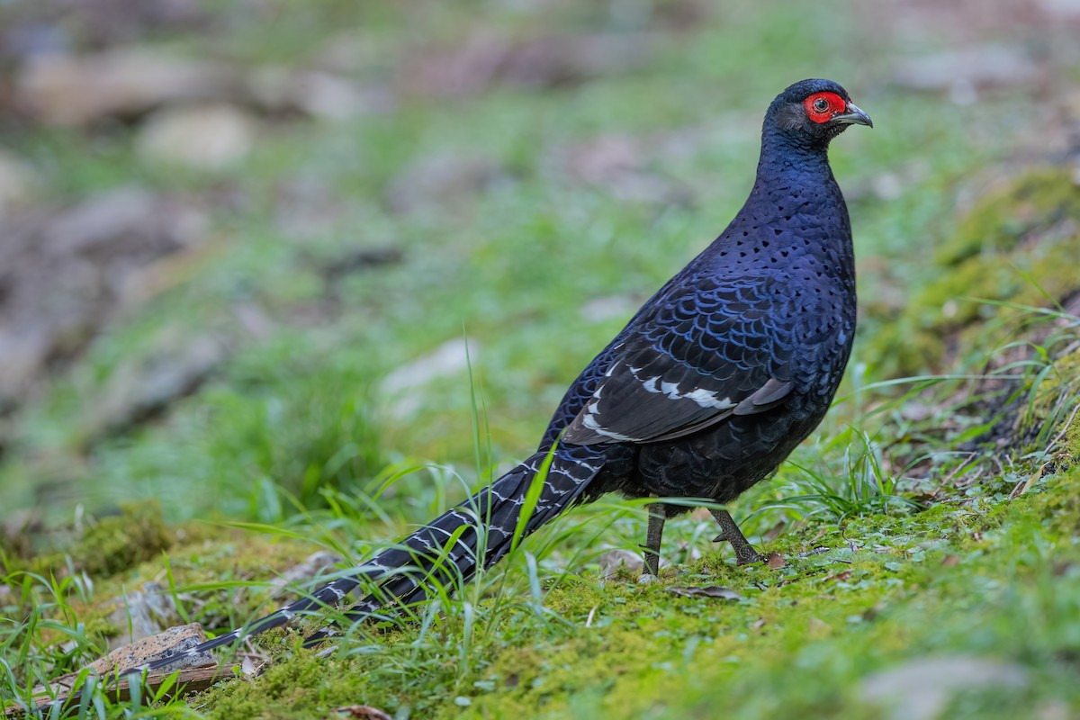 Mikado Pheasant - ML488620041