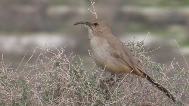 LeConte's Thrasher - ML488621