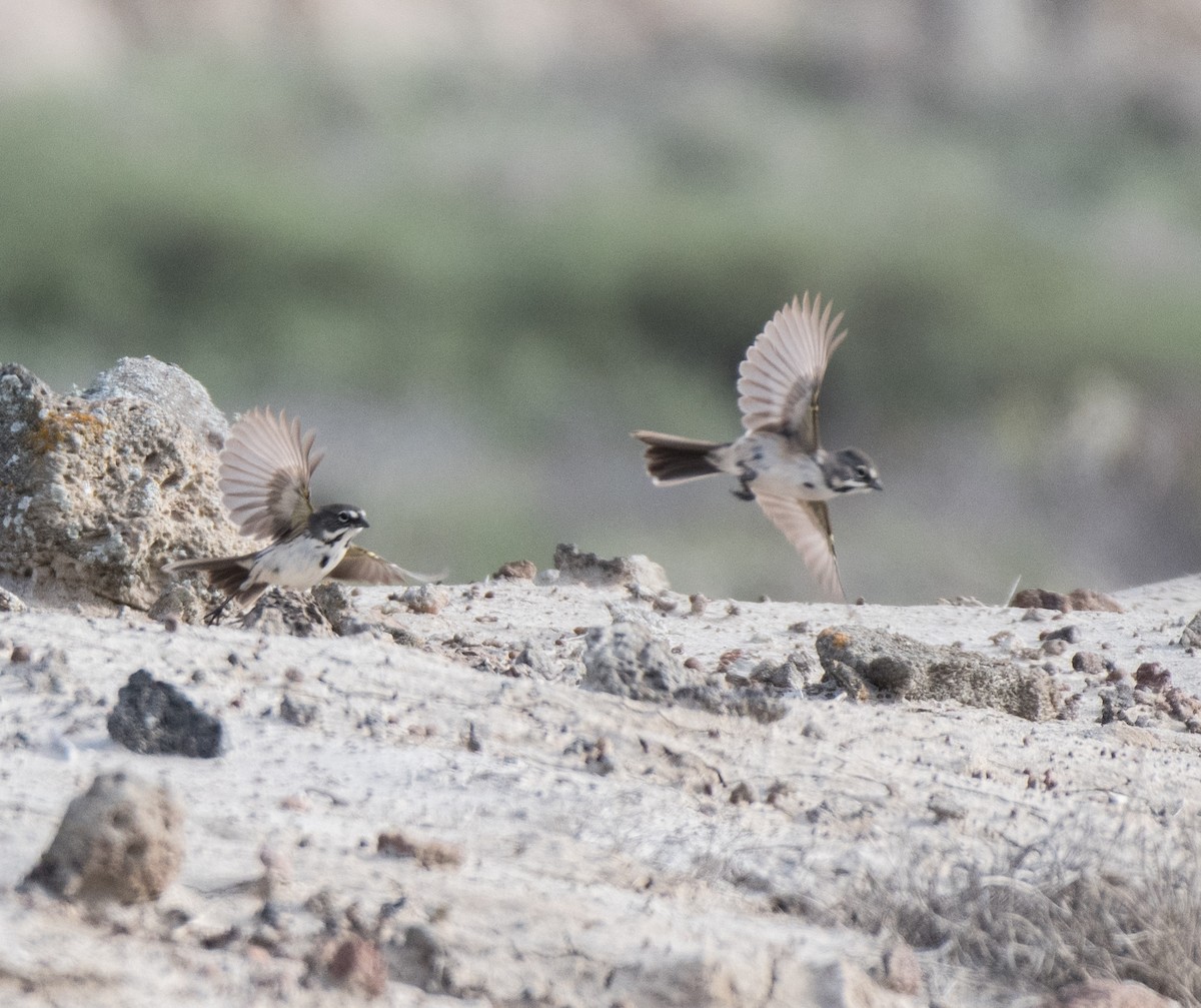 Bell's Sparrow (clementeae) - ML488621291