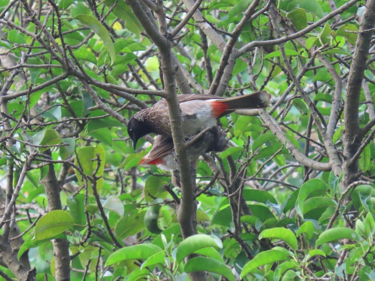 Red-vented Bulbul - ML488621311