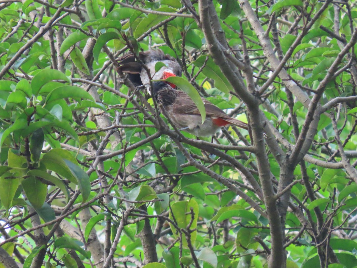 Red-vented Bulbul - ML488621321