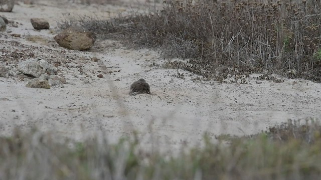 Bruant de Bell (clementeae) - ML488621401