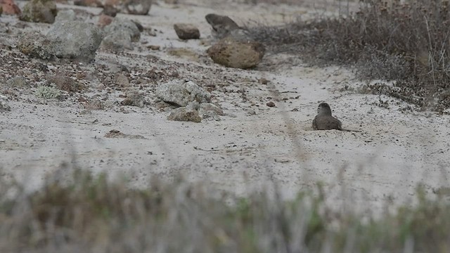 Bruant de Bell (clementeae) - ML488621511