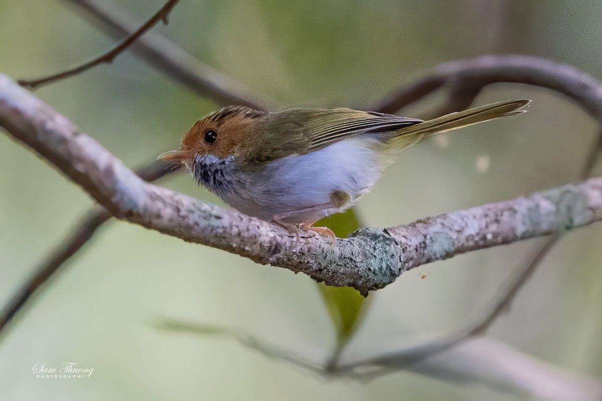 Rufous-faced Warbler - ML488621591