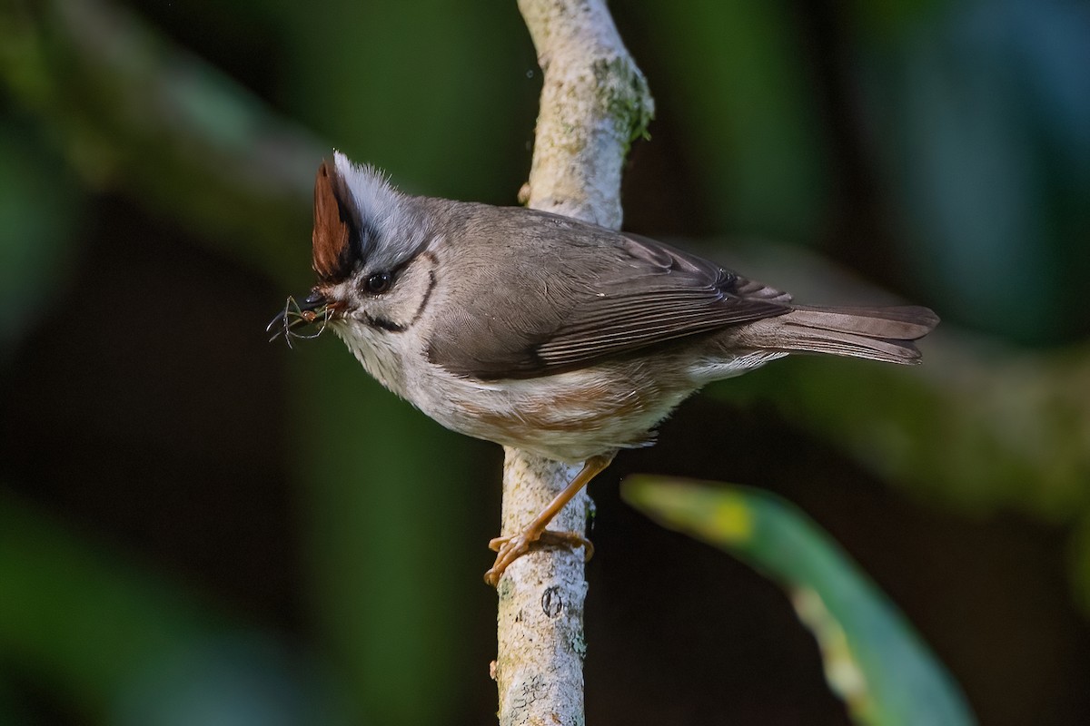 Braunscheitelyuhina - ML488621741