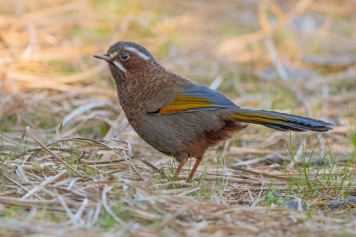 White-whiskered Laughingthrush - ML488621981