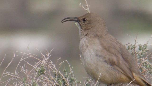 LeConte's Thrasher - ML488622