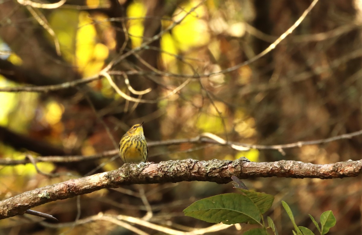 Cape May Warbler - ML488622241