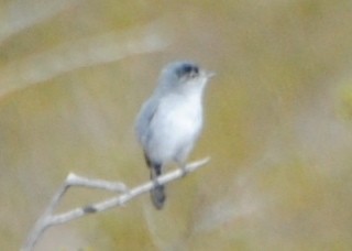 Black-tailed Gnatcatcher - ML48862371