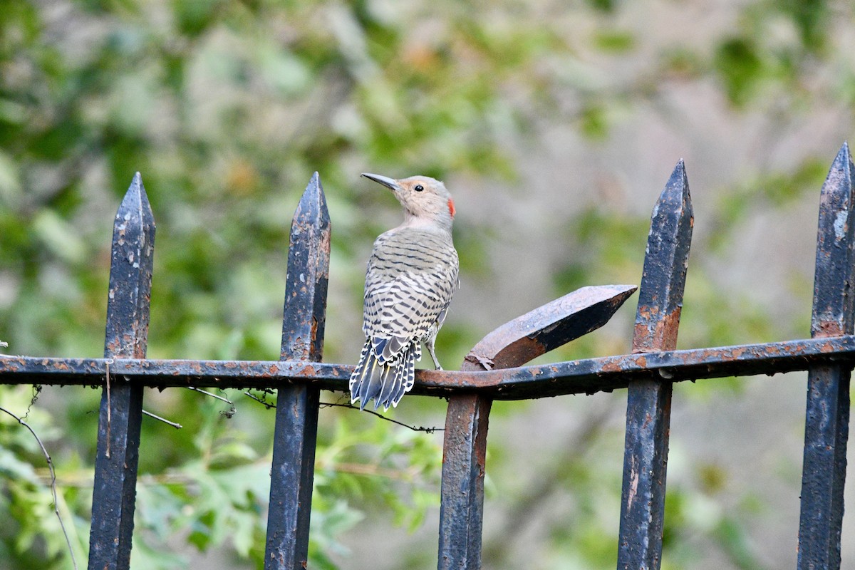 Northern Flicker - ML488623761