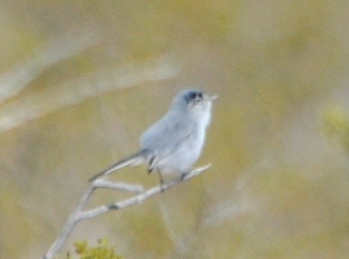 Black-tailed Gnatcatcher - ML48862381