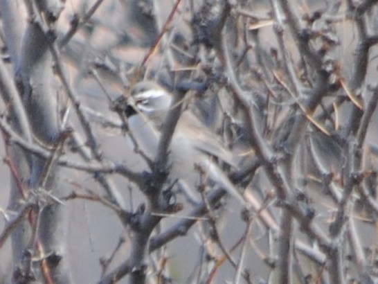 Black-throated Sparrow - ML48862401