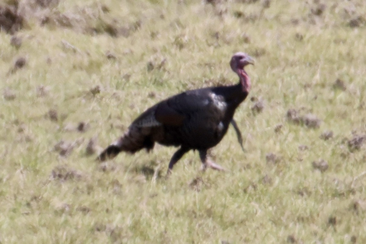 Wild Turkey - ML488624051