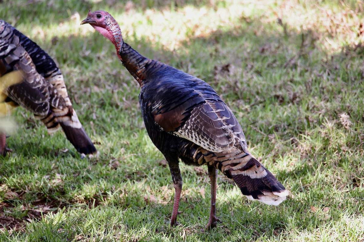 Wild Turkey - ML488624081