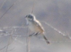 Sagebrush Sparrow - ML48862411