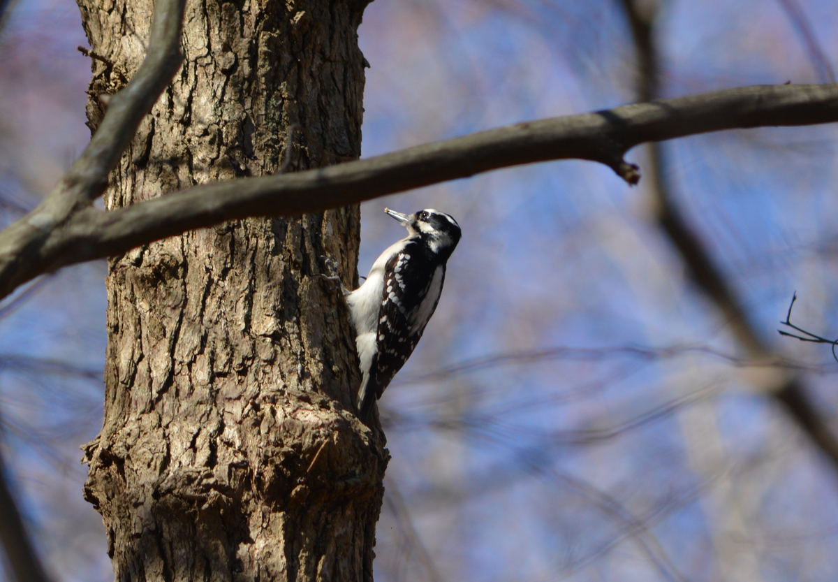 Hairy Woodpecker - ML48862421
