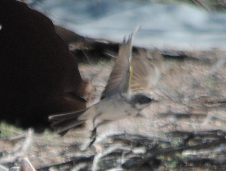 Sagebrush Sparrow - ML48862451