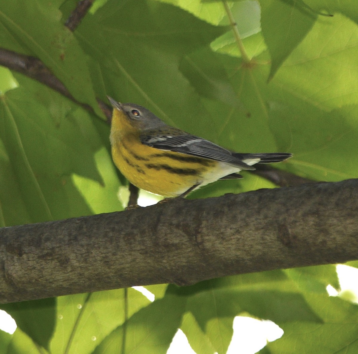 Magnolia Warbler - ML488624931