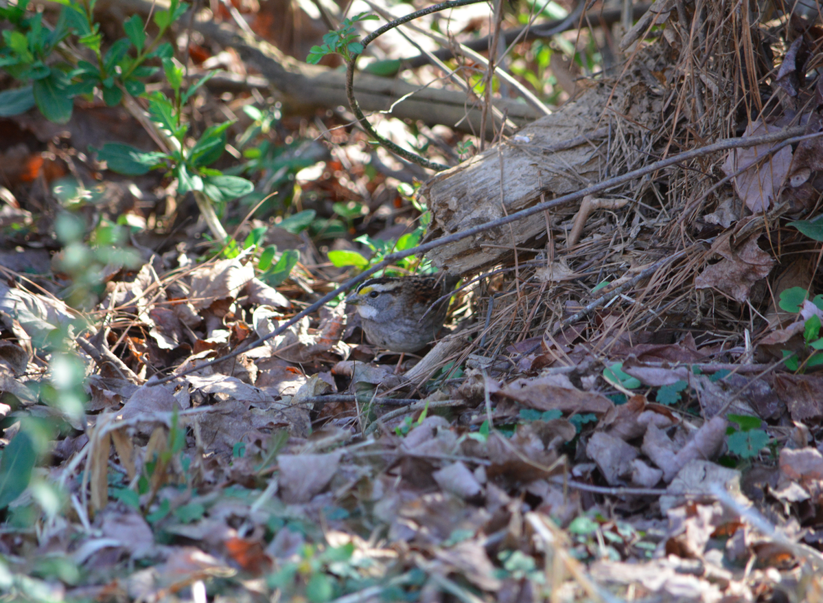 White-throated Sparrow - ML48862561