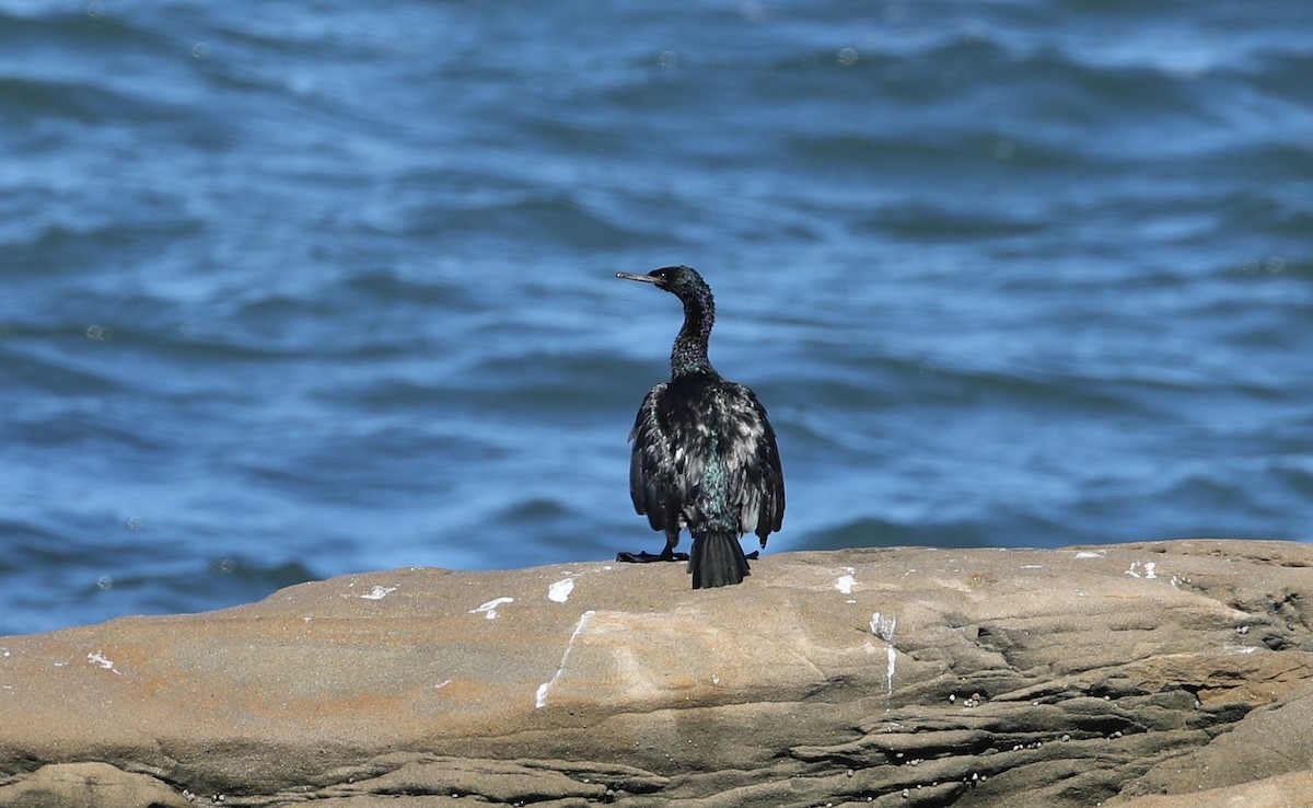 Cormorán Pelágico - ML488626521