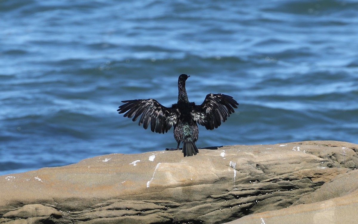 Cormorán Pelágico - ML488626571