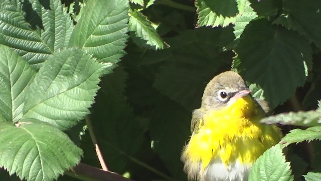 Yellow-breasted Chat - ML488626941