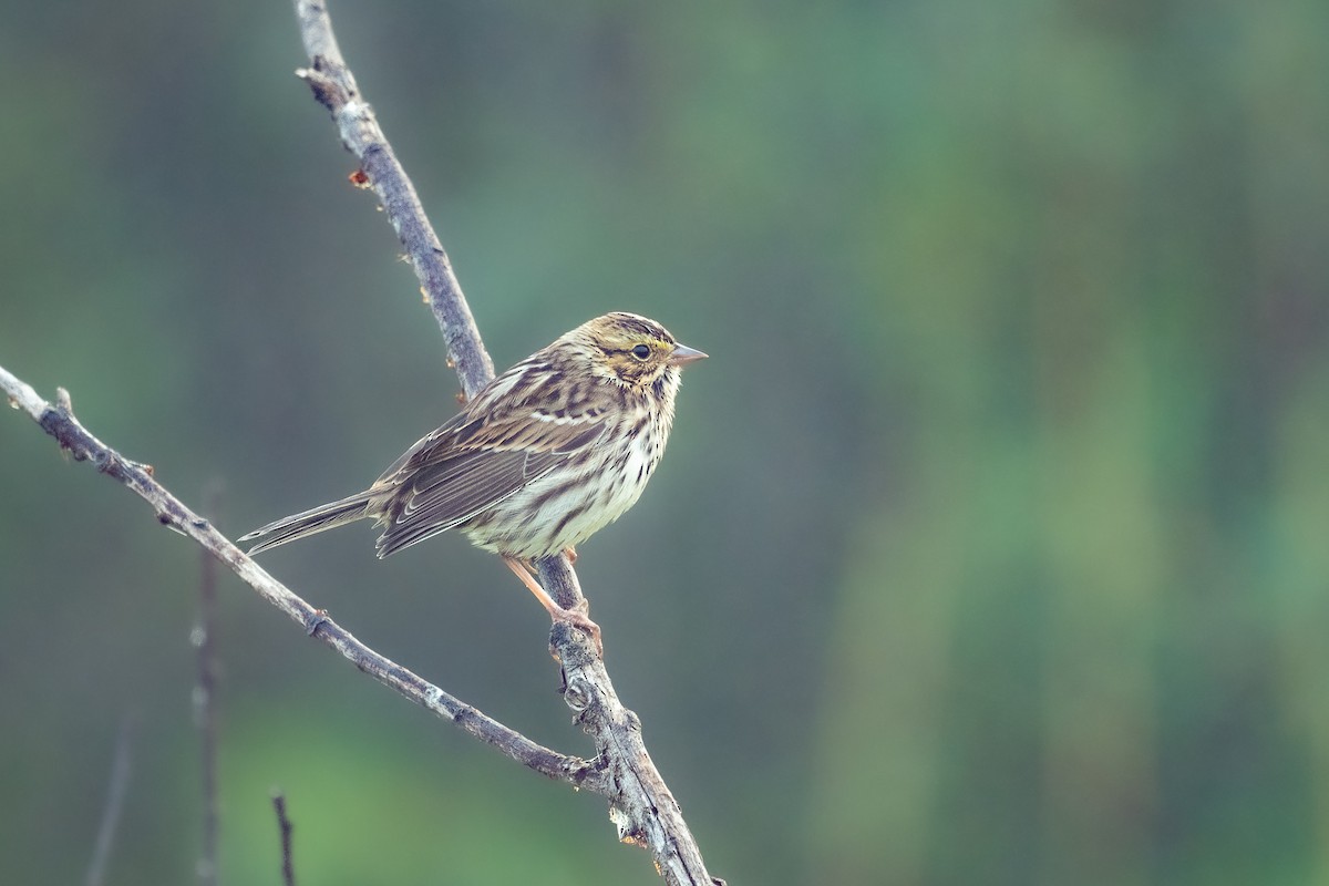 Savannah Sparrow - ML488627361