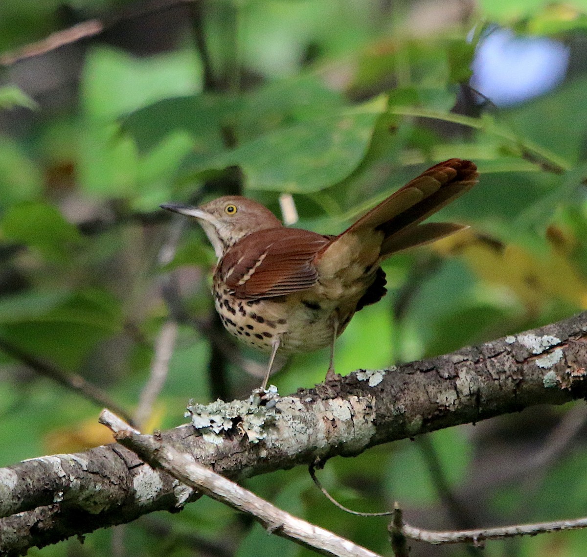 Brown Thrasher - ML488628181