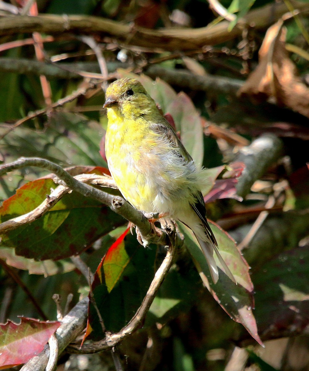 American Goldfinch - ML488628321