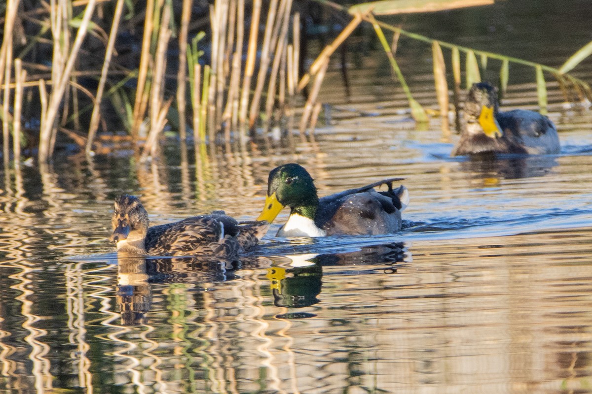 Canard colvert - ML488628641