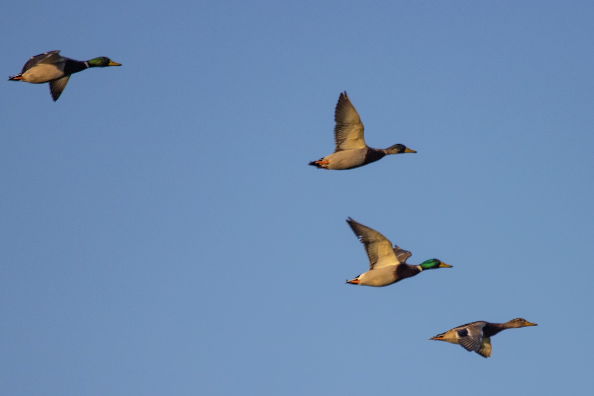 Canard colvert - ML488628651