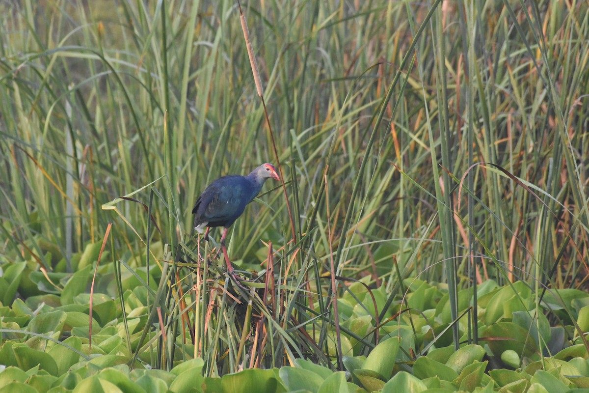 Gray-headed Swamphen - ML488629291