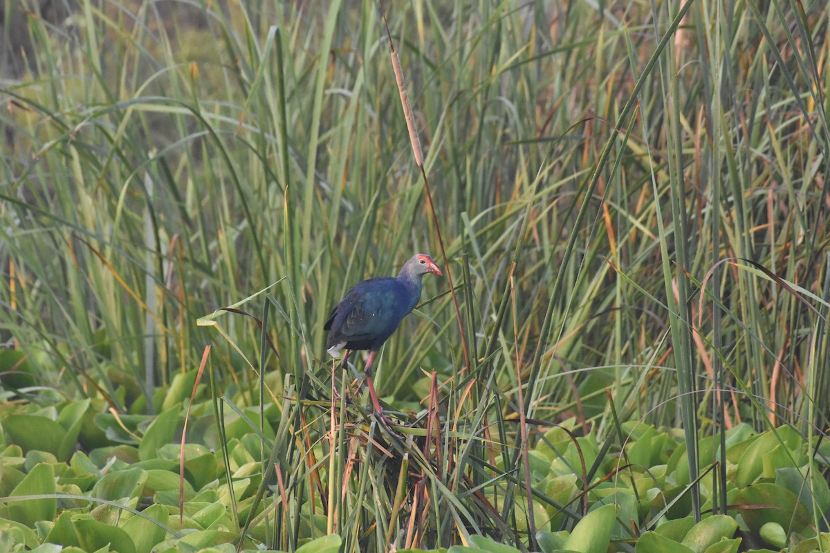 Gray-headed Swamphen - ML488629311