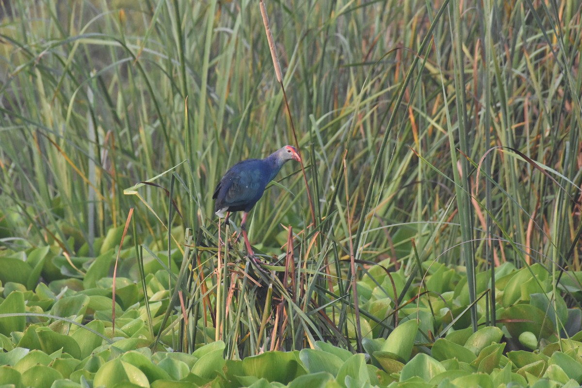 Gray-headed Swamphen - ML488629321