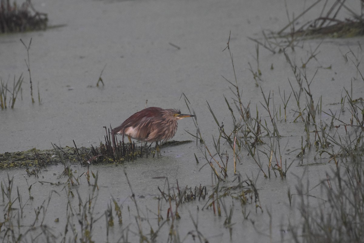 Indian Pond-Heron - ML488629521