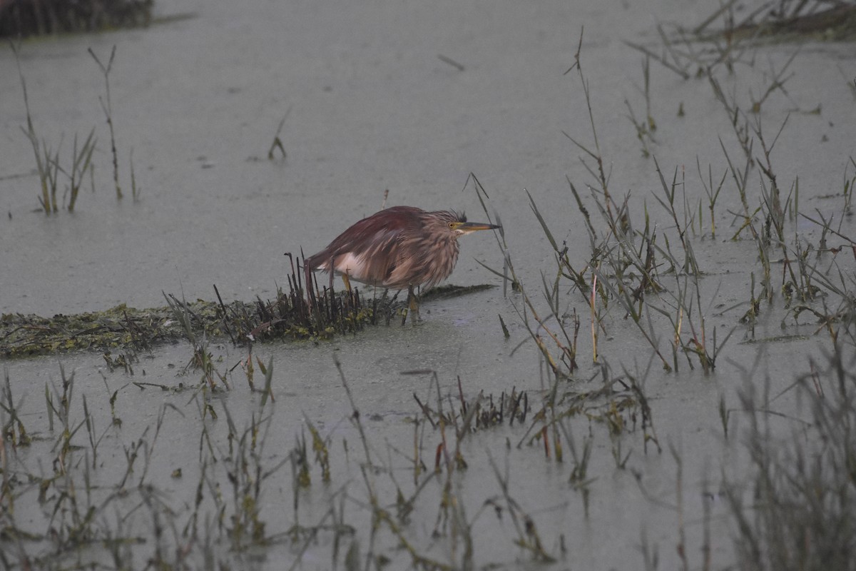 Indian Pond-Heron - ML488629561