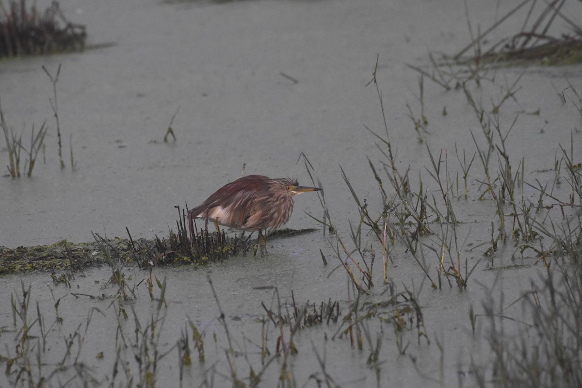 Indian Pond-Heron - ML488629611