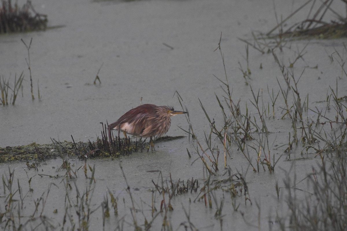 Indian Pond-Heron - ML488629621