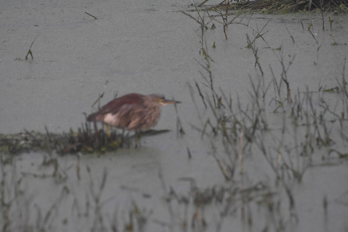 Indian Pond-Heron - ML488629631