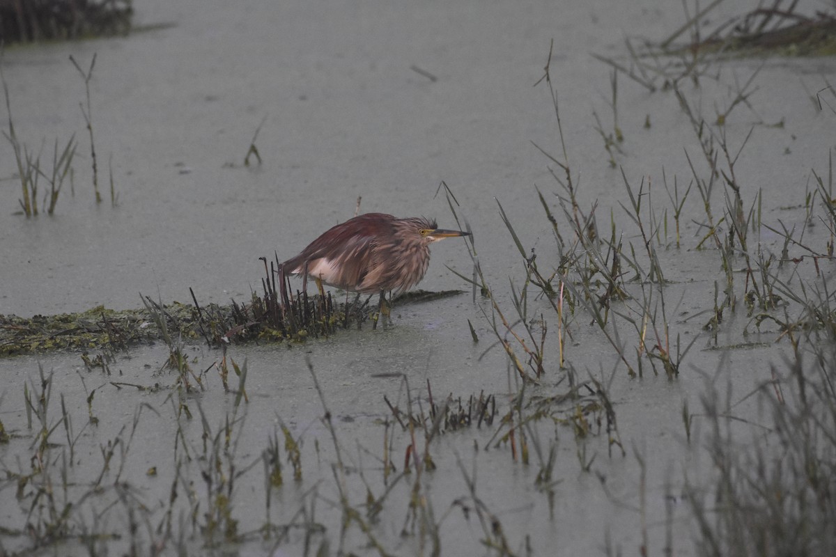 Indian Pond-Heron - ML488629641