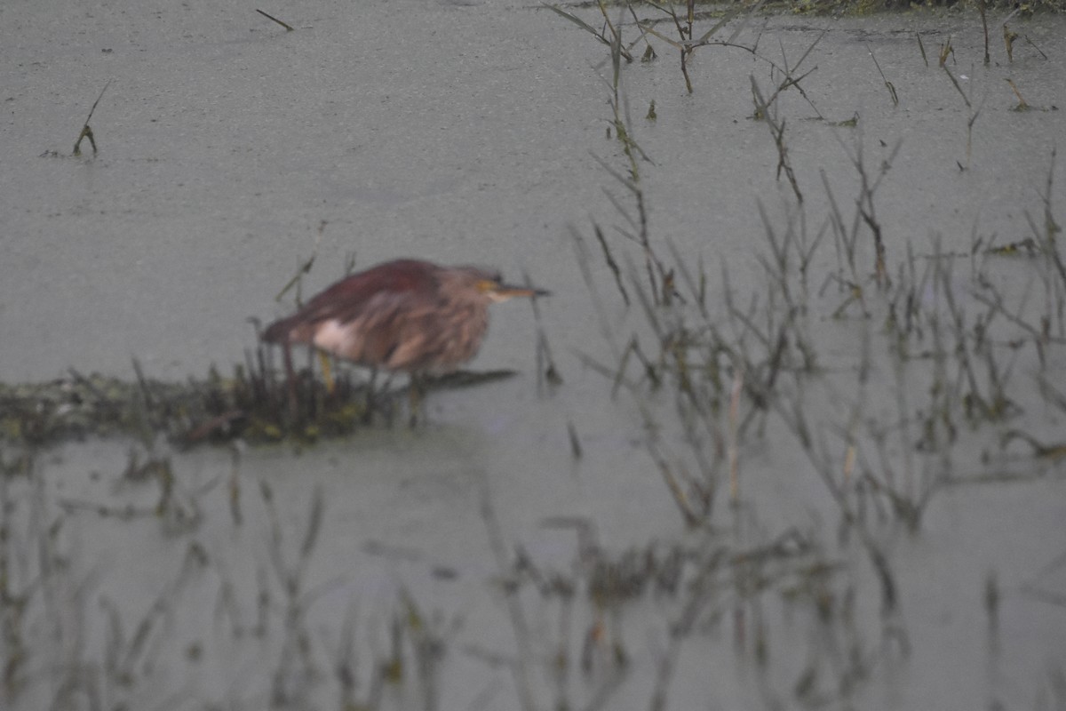 Indian Pond-Heron - ML488629651