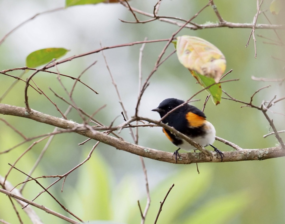 American Redstart - Yve Morrell