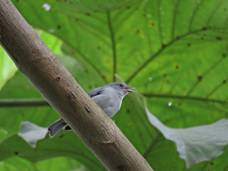 Pearly-breasted Conebill - ML48863001