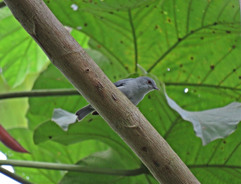 Pearly-breasted Conebill - ML48863021