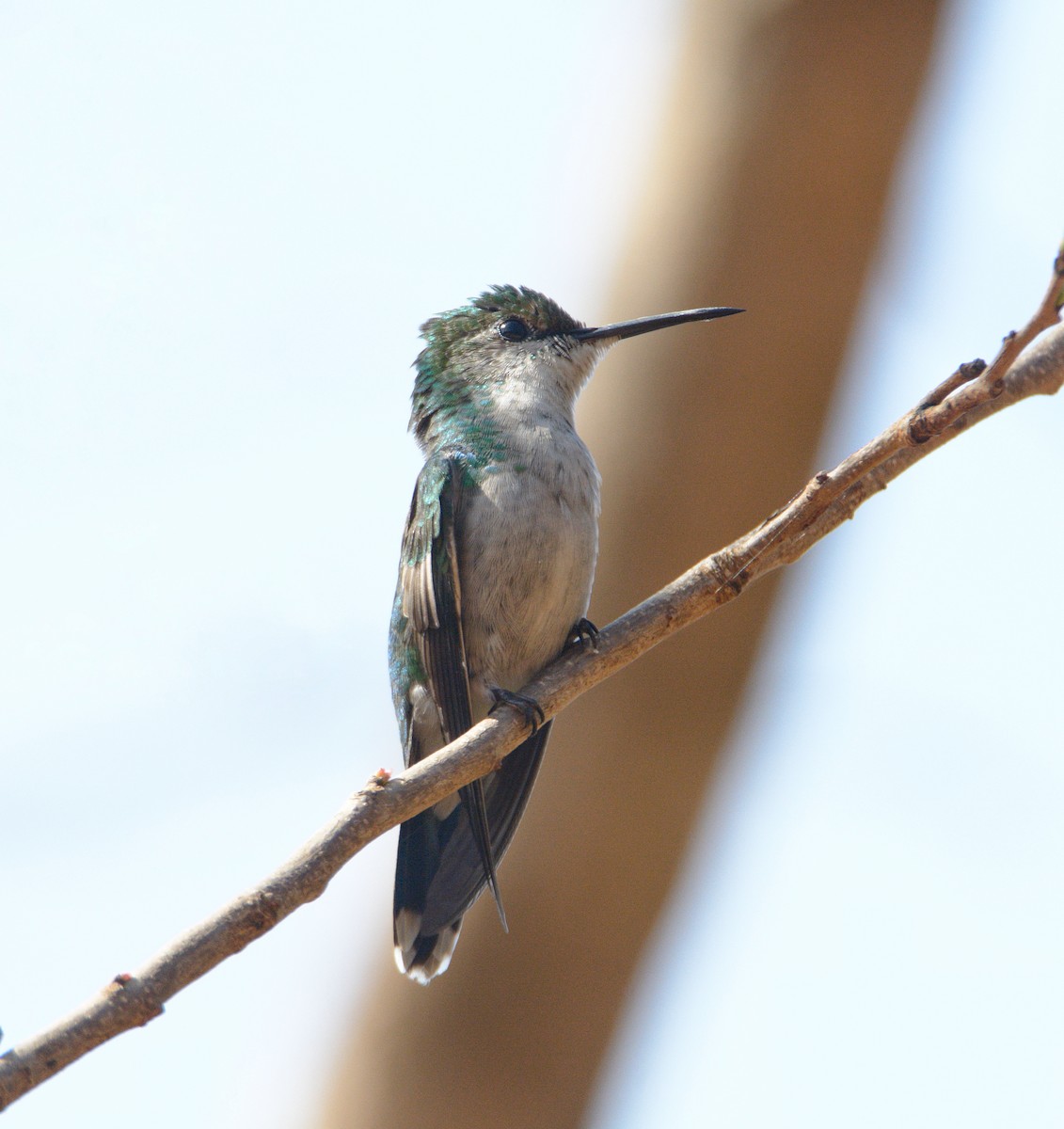 Fork-tailed Woodnymph - ML488631511