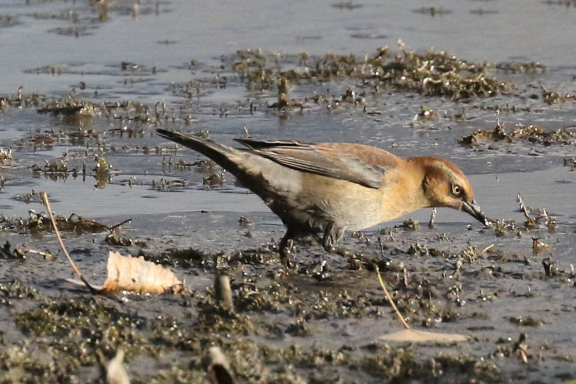 Rusty Blackbird - ML488631521