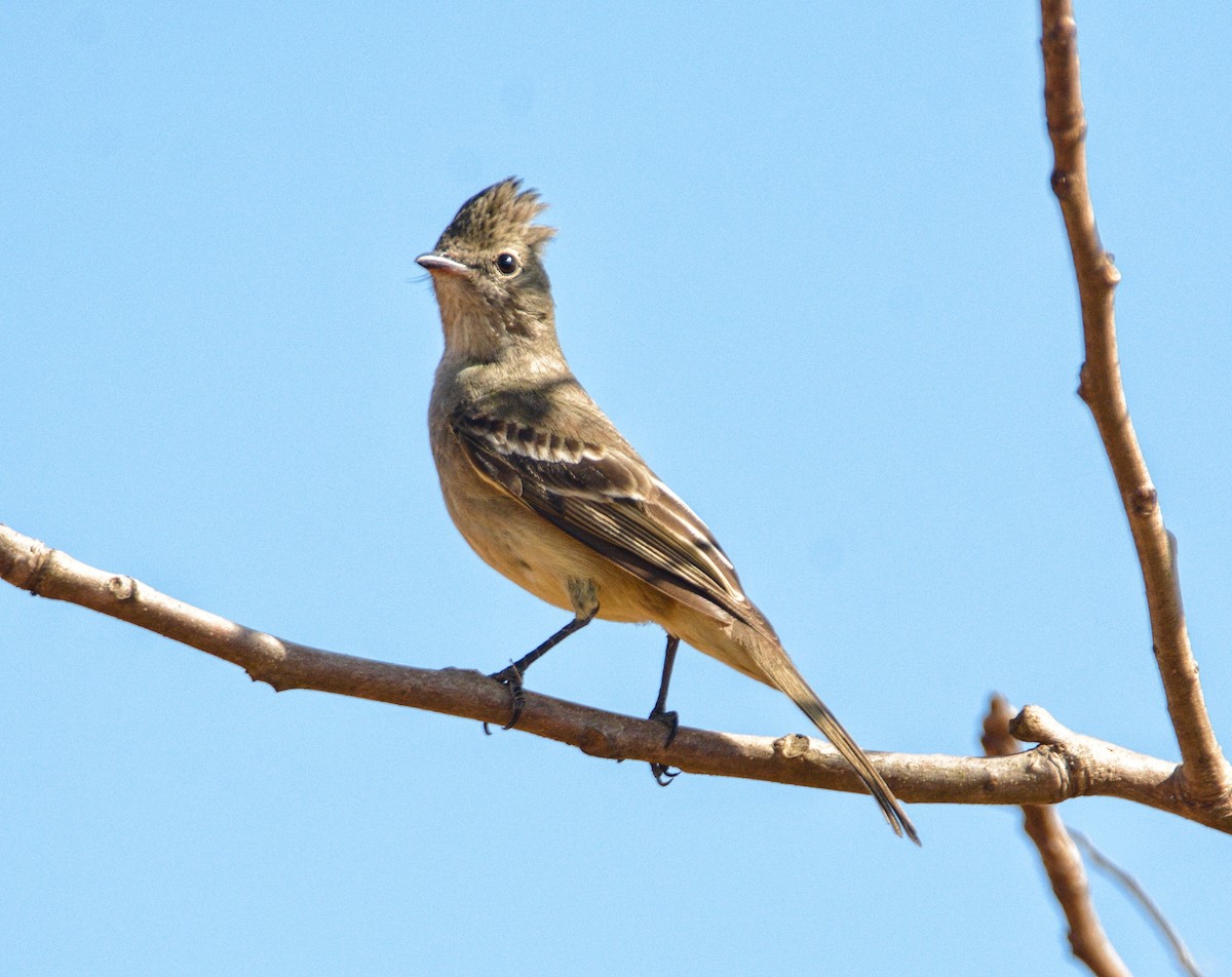 Yellow-bellied Elaenia - ML488631741
